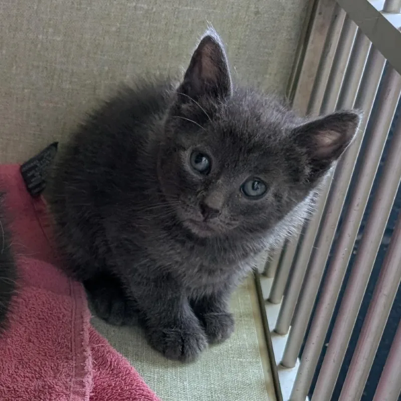 A baby small-sized male Gray / Blue / Silver Domestic Short Hair cat named Ferb Fletcher for adoption in Independence, KS