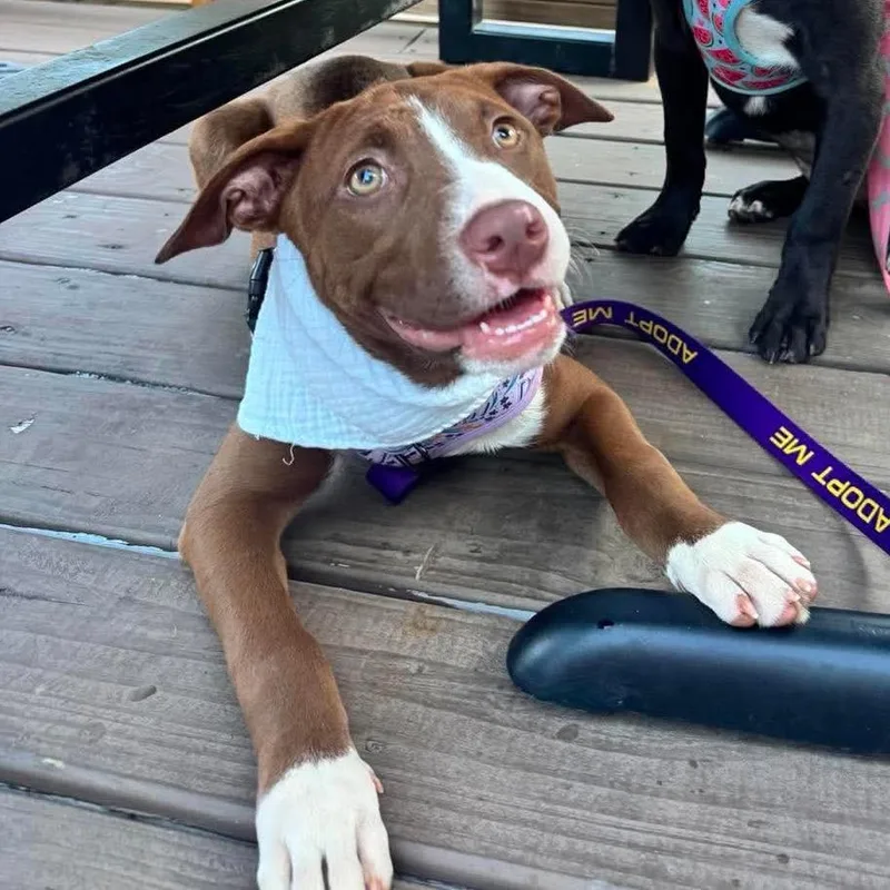 A baby medium-sized female American Staffordshire Terrier dog named Ellie for adoption in Monroe , NC