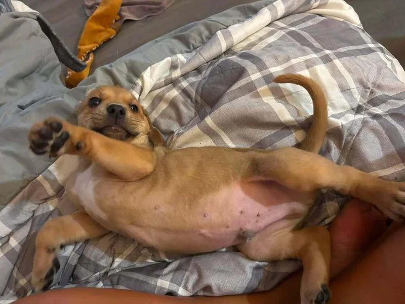 A baby medium-sized male Brown / Chocolate Mixed Breed dog named Benson for adoption in Dorr, MI