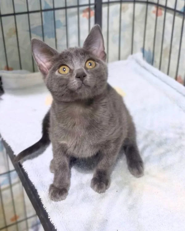A baby small-sized male Domestic Short Hair cat named Thor for adoption in Novato, CA