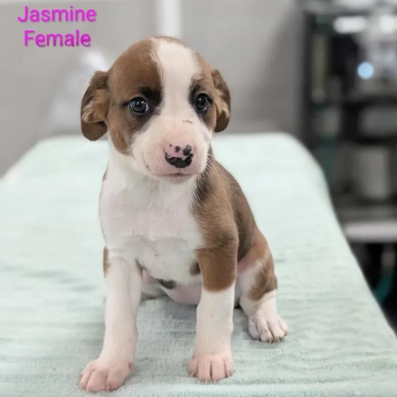 A baby large-sized female Retriever dog named Jasmine for adoption in Griswold, CT