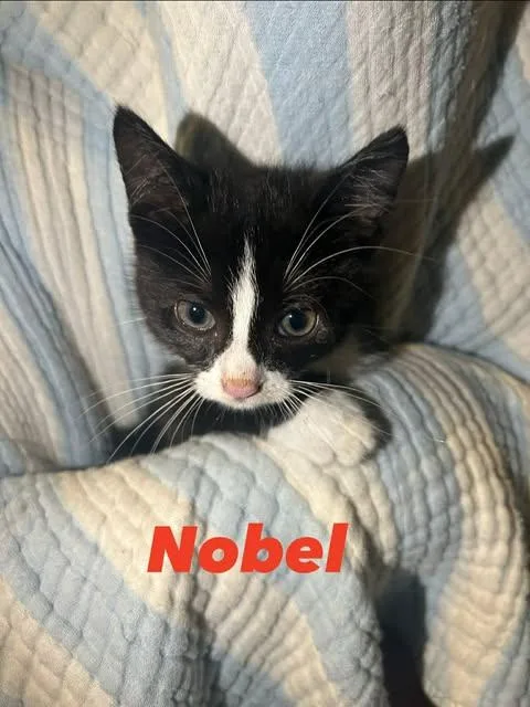 A baby small-sized male Black & White / Tuxedo Domestic Short Hair cat named Nobel for adoption in Davison, MI