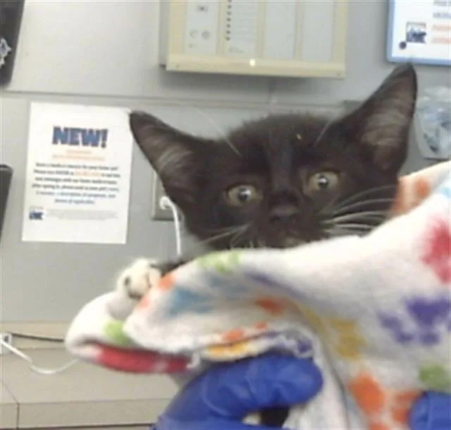 A young medium-sized female Domestic Short Hair cat named Alexie for adoption in Dallas, TX