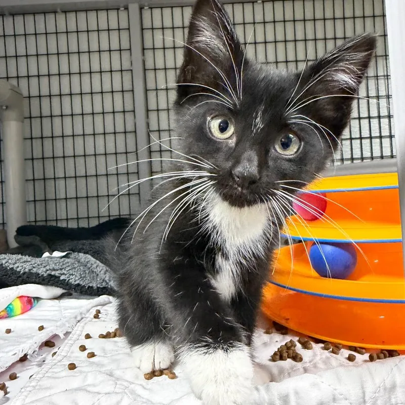 A baby small-sized male Black Domestic Medium Hair cat named Campfire for adoption in Waynesville, NC