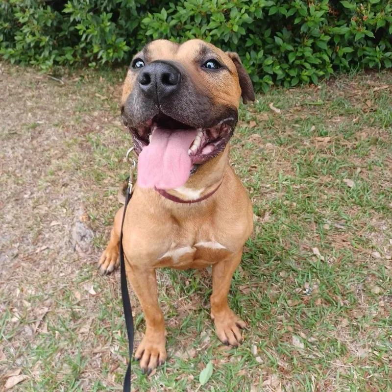 A senior large-sized male Red / Chestnut / Orange American Staffordshire Terrier dog named Brad Pitt for adoption in Long Island City, NY