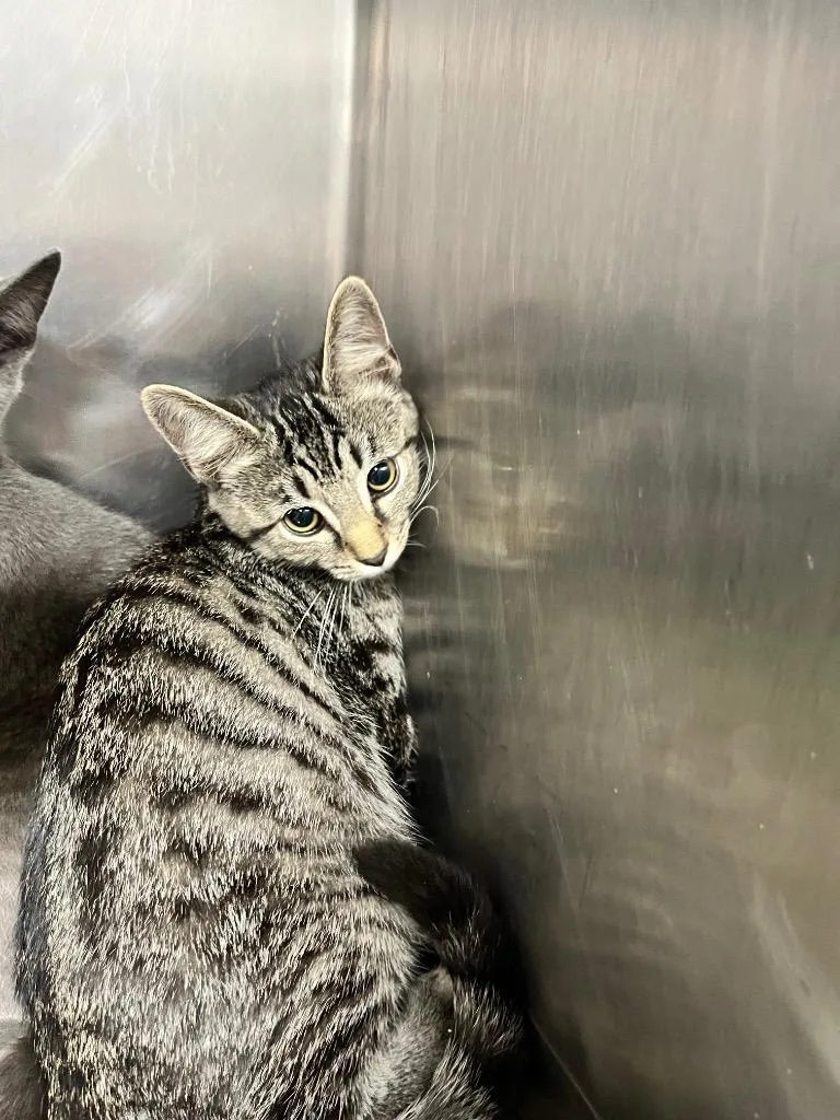 A baby medium-sized male Domestic Short Hair cat named Cody for adoption in Hopkinsville, KY