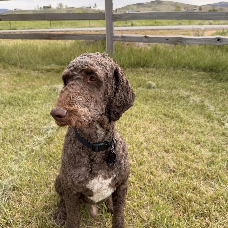 An adult large-sized male Brown / Chocolate Mixed Breed dog named Dash for adoption in Park City, UT