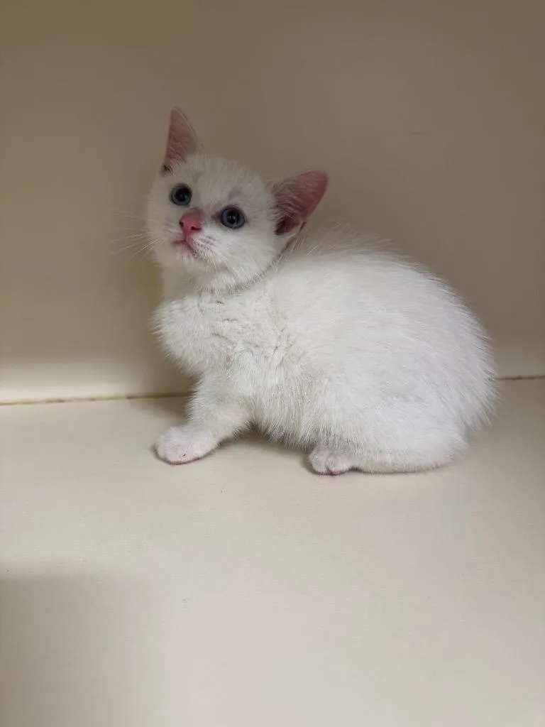 A baby medium-sized female Domestic Short Hair cat named Opaleye for adoption in Bloomington, IN