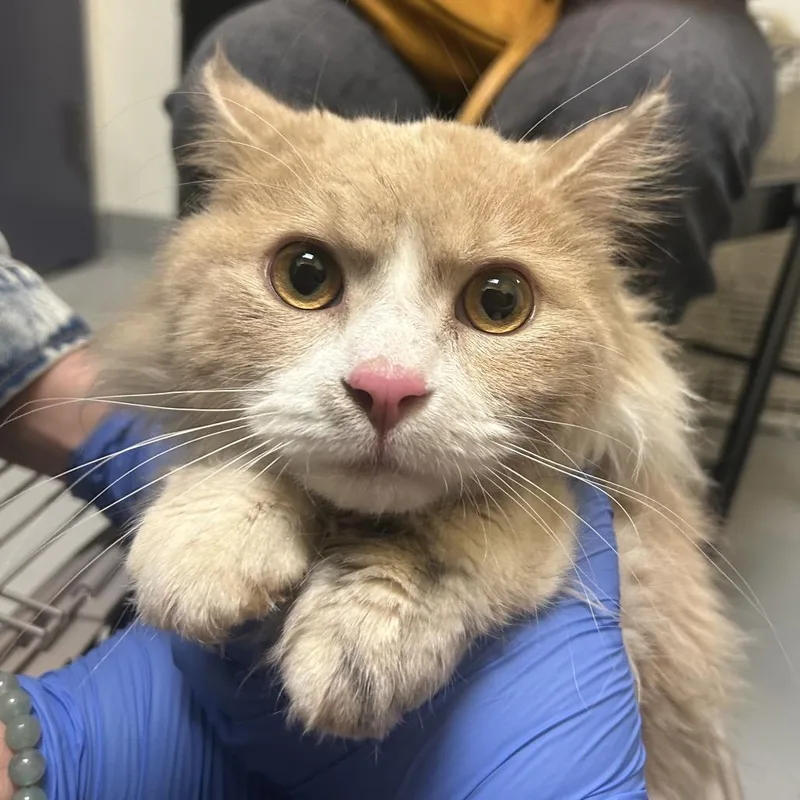 A young medium-sized male Buff / Tan / Fawn Domestic Long Hair cat named Chauncey for adoption in Charlottesville, VA
