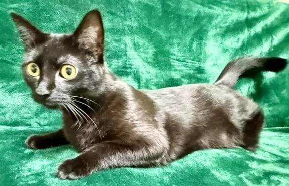 An adult medium-sized female Black Domestic Short Hair cat named Nola for adoption in Miller Beach, IN