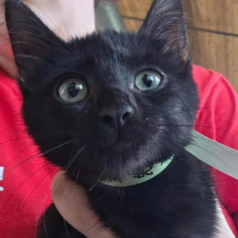 A baby small-sized male Black Domestic Short Hair cat named Ron for adoption in Leander, TX