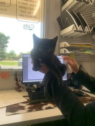 An adult small-sized female Domestic Short Hair cat named Ebony for adoption in Shreveport, LA
