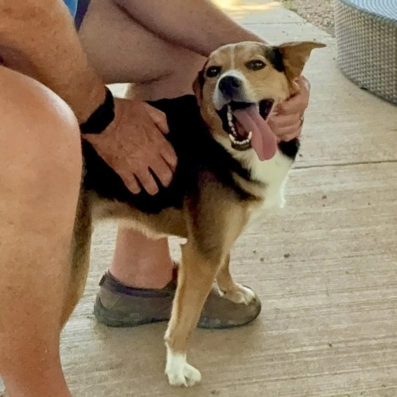 A young small-sized male Mixed Breed dog named Tate for adoption in Tunica, MS