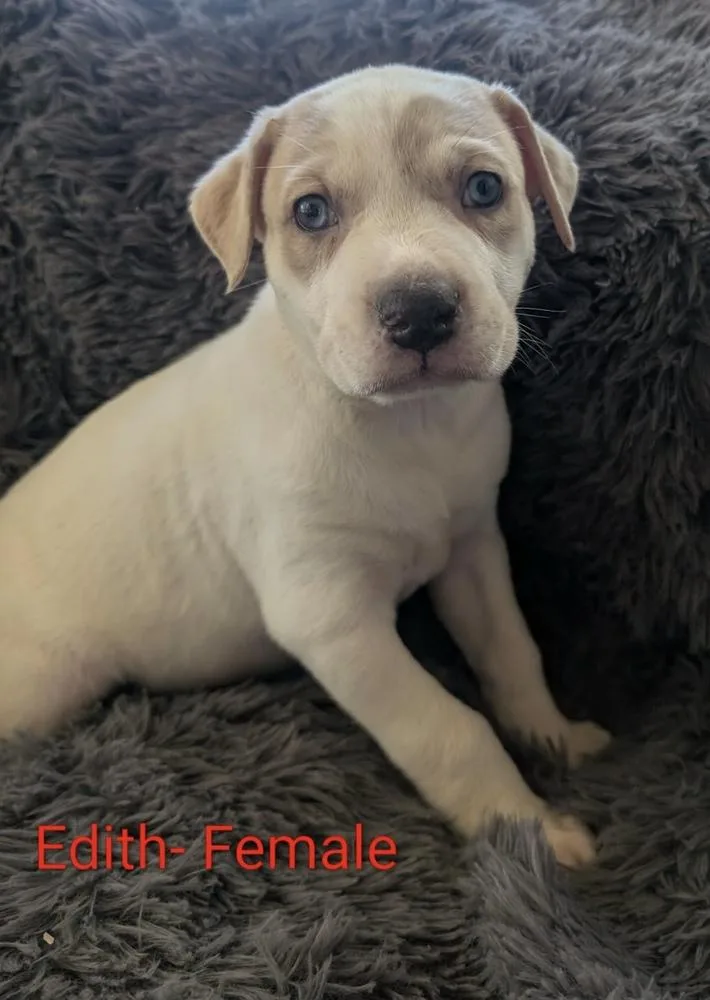 A baby large-sized female Great Pyrenees dog named Edith for adoption in Cheektowaga, NY