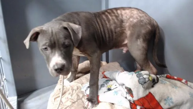 A young medium-sized male Pit Bull Terrier dog named Pewter for adoption in Downey, CA