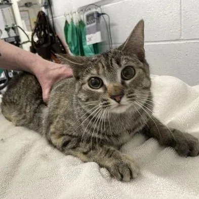 An adult medium-sized female Domestic Short Hair cat named Vix for adoption in Worcester, MA