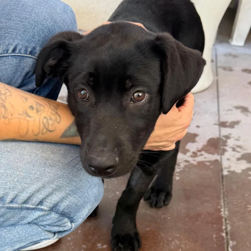A baby large-sized female Cane Corso dog named Petri for adoption in Palm Springs, CA