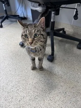 An adult large-sized male Domestic Short Hair cat named Curly for adoption in Lafayette, IN