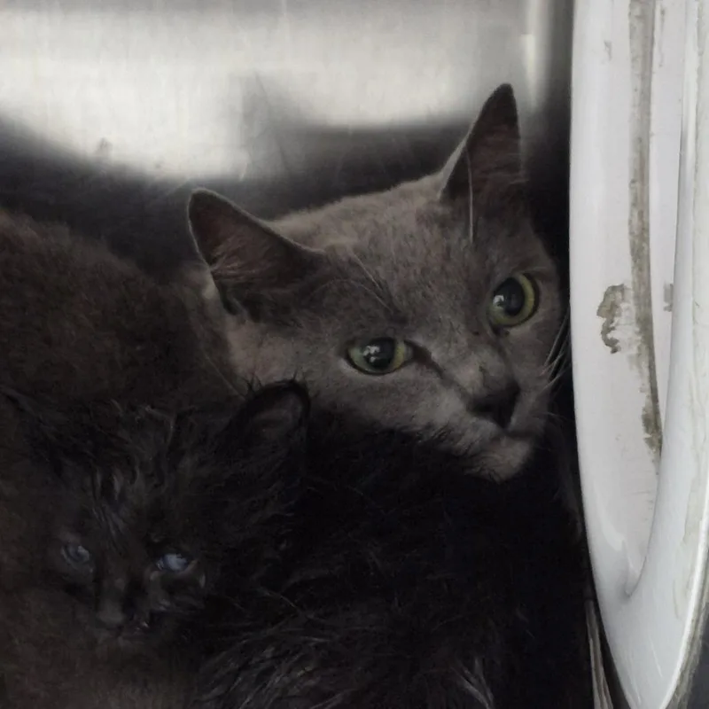 A young small-sized female Gray / Blue / Silver Domestic Short Hair cat named Twinkle for adoption in Ardmore, OK