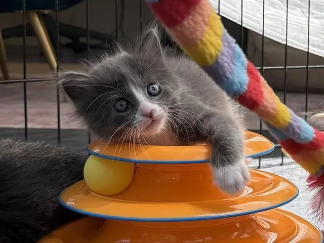 Fez