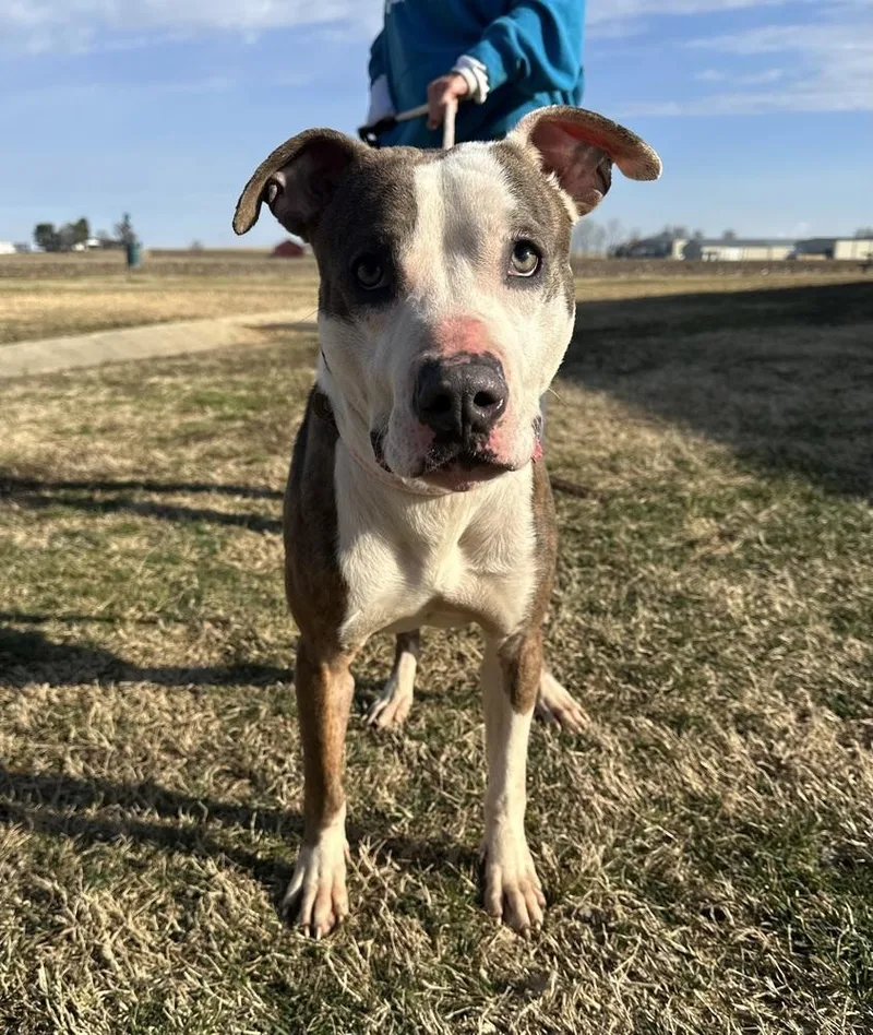 An adult medium-sized male Pit Bull Terrier dog named Fred for adoption in Evansville, IN