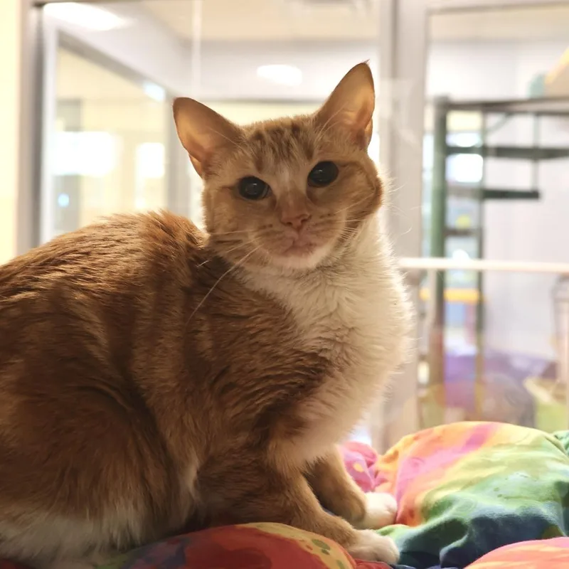 A young medium-sized female Orange / Red Domestic Short Hair cat named Mango for adoption in Briarcliff Manor, NY