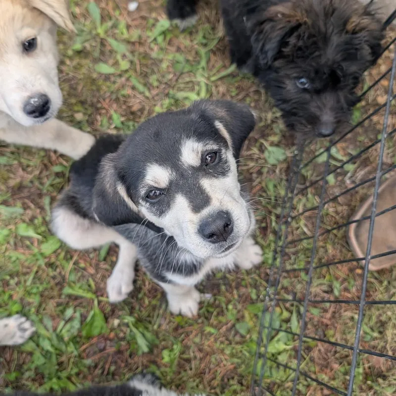 A baby small-sized female Black Husky dog named Booboo for adoption in West Plains, MO
