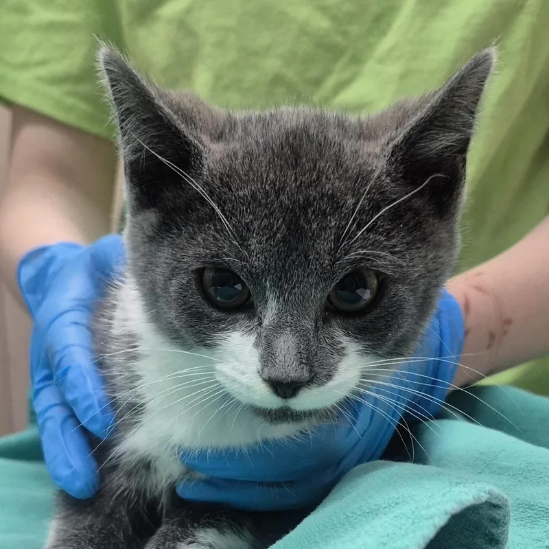 A baby small-sized male Gray / Blue / Silver Domestic Short Hair cat named Neptune for adoption in Tacoma, WA
