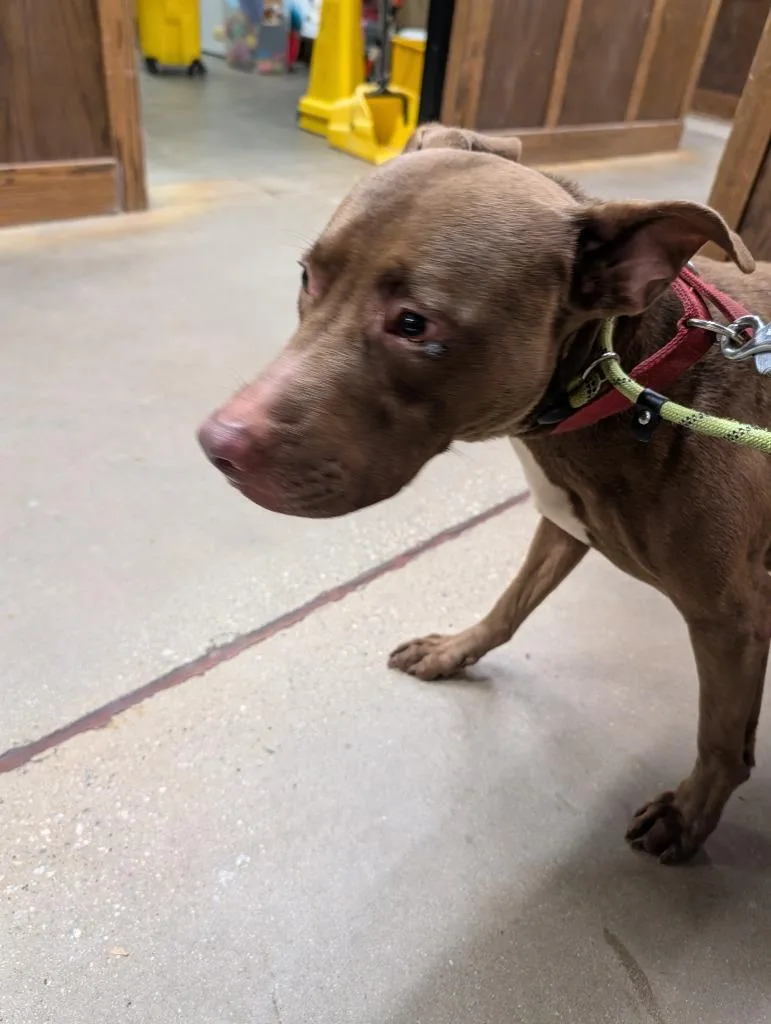 A young medium-sized male Mixed Breed dog named Deogee for adoption in Douglasville, GA