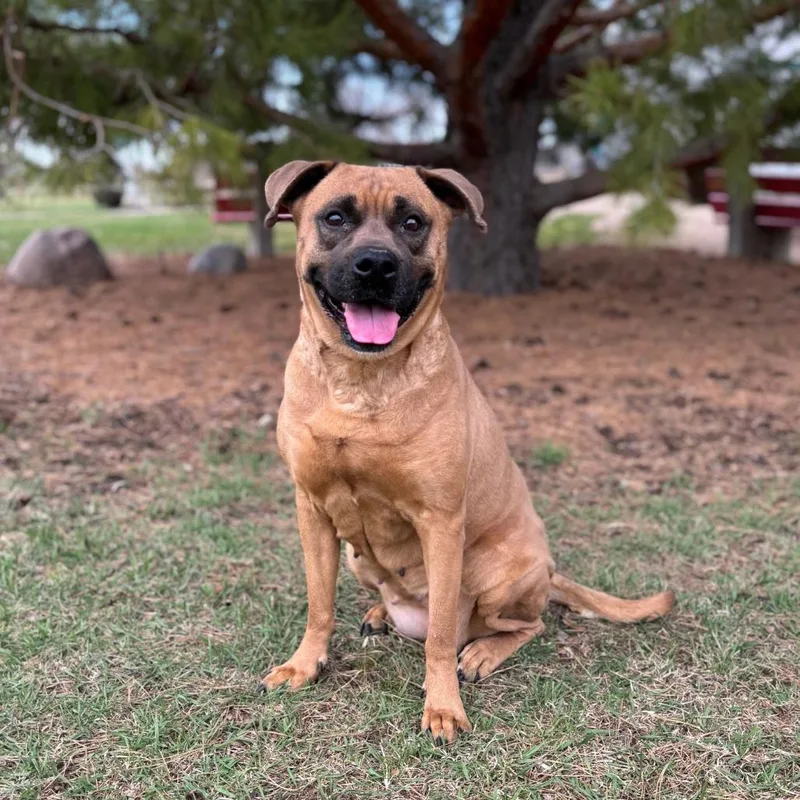 An adult medium-sized female Yellow / Tan / Blond / Fawn Boxer dog named Cherry Garcia for adoption in Fargo, ND