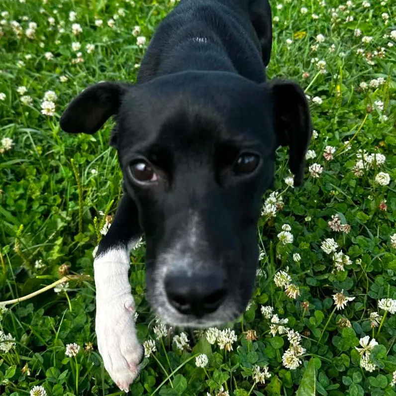 A baby small-sized male Black Mixed Breed dog named Artie for adoption in Coralville, IA