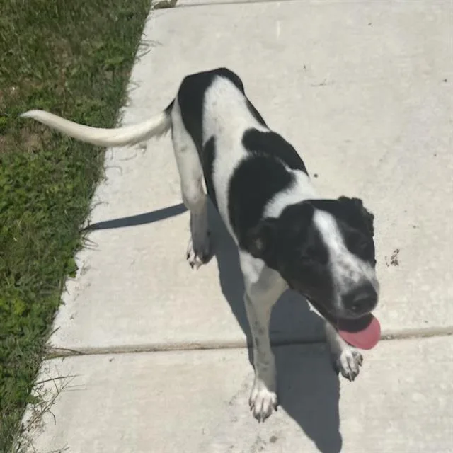 A young small-sized female Terrier dog named A for adoption in San Antonio, TX
