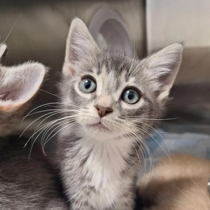 A baby small-sized male Gray / Blue / Silver Domestic Short Hair cat named Sam for adoption in West Palm Beach, FL