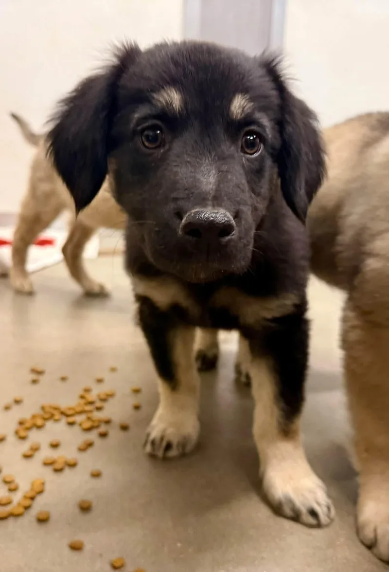 A baby medium-sized female Flat-Coated Retriever dog named Walnut for adoption in Phoenix, AZ