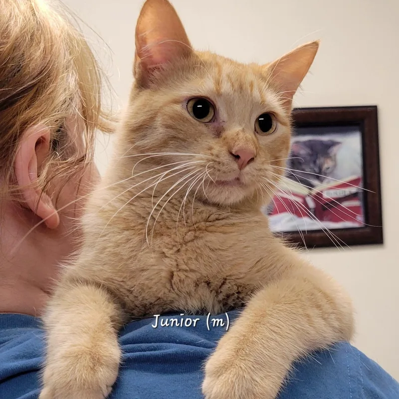 A young medium-sized male Orange & White Tabby cat named Junior for adoption in Mazon, IL