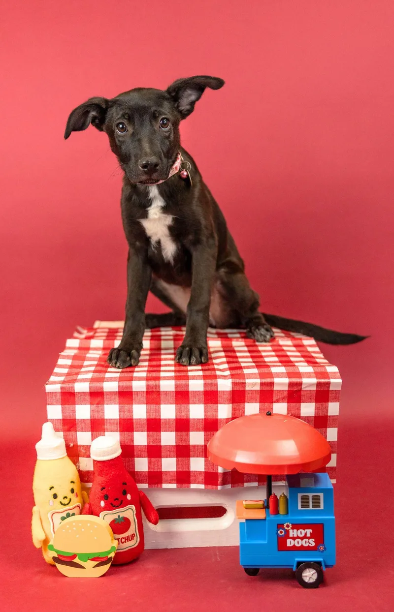 A baby medium-sized female Labrador Retriever dog named 573-26 for adoption in Brighton, CO
