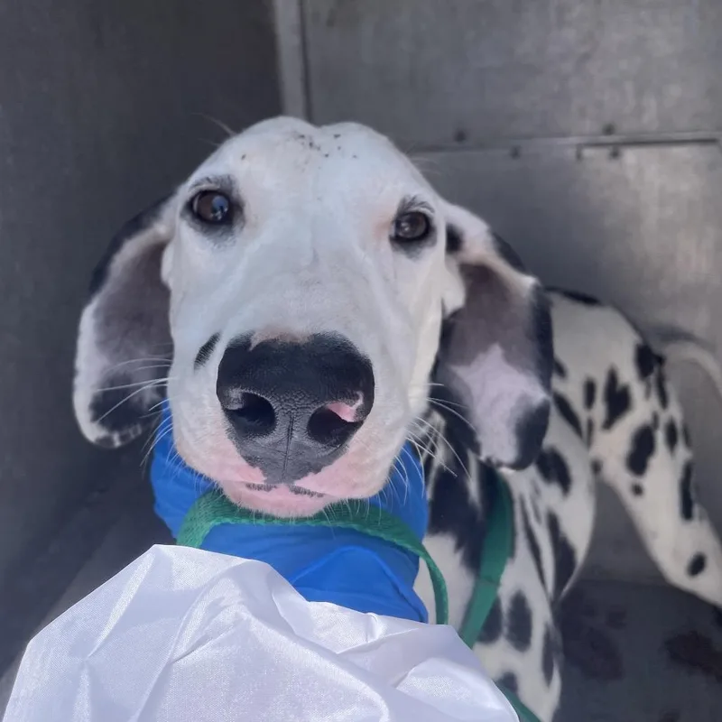 An adult medium-sized female White / Cream Dalmatian dog named Diamond for adoption in Edinburg, TX