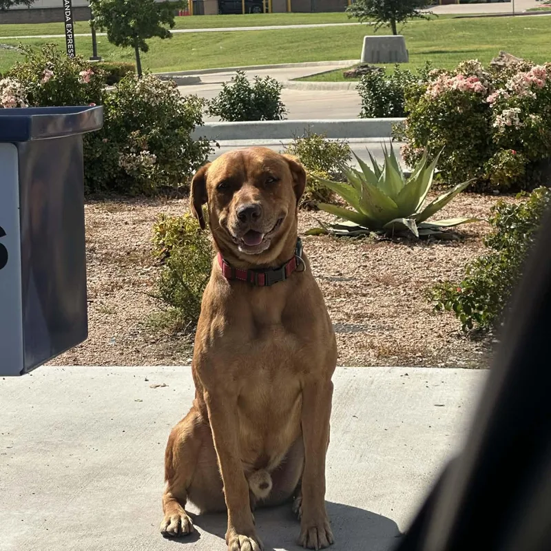 Carwash Buddy Lives At thumbnail 6