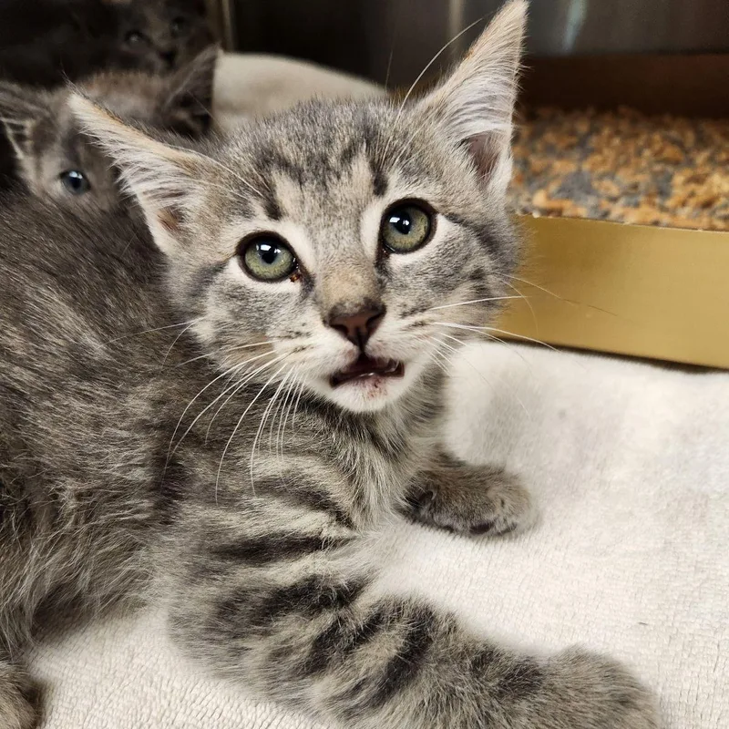 A baby medium-sized male Tabby (Gray / Blue / Silver) Domestic Short Hair cat named Darwin for adoption in Liberty, MO