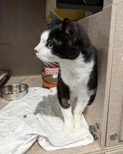A senior medium-sized female Domestic Short Hair cat named Jinn for adoption in Washington, DC