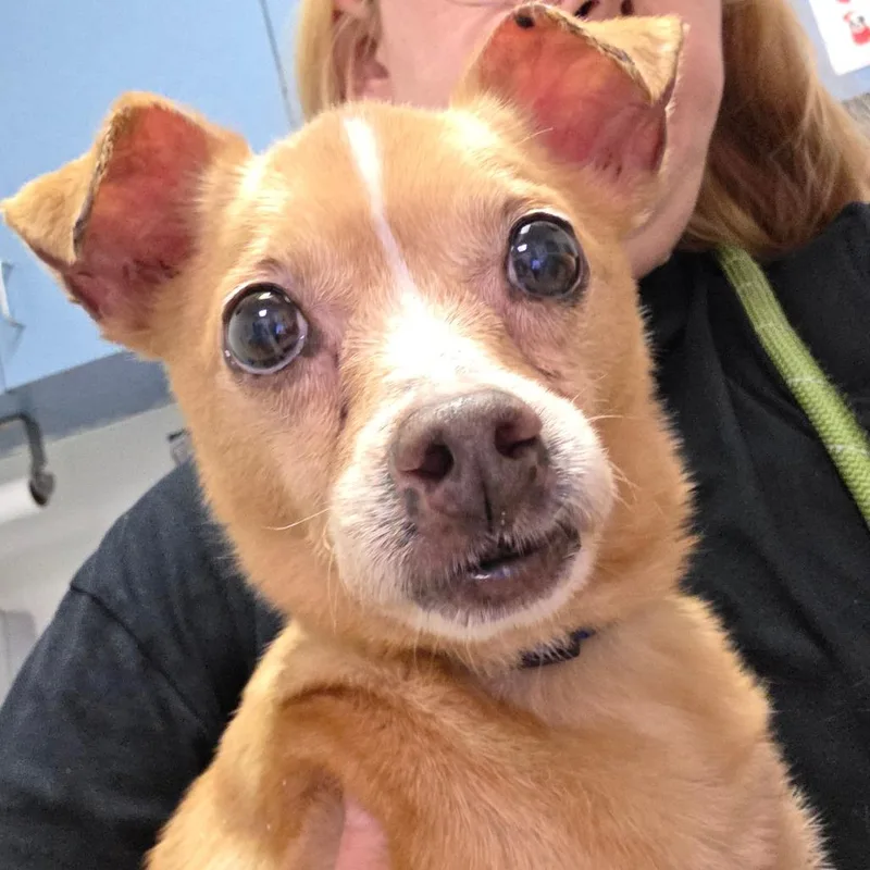 A senior small-sized male Yellow / Tan / Blond / Fawn Mixed Breed dog named Blueberry for adoption in Charleston, WV