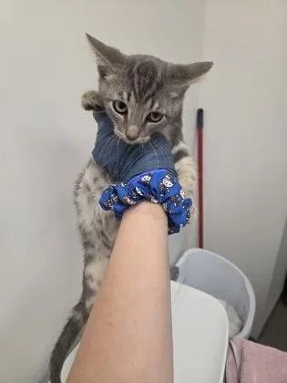 A baby small-sized male Gray / Blue / Silver Domestic Short Hair cat named Bisquick for adoption in Sacramento, CA