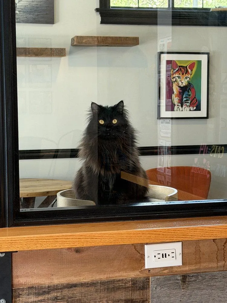 An adult medium-sized female Black Domestic Long Hair cat named Boo for adoption in O'Fallon, MO