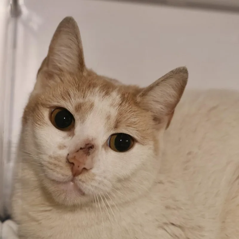 A young medium-sized female White Domestic Short Hair cat named Jilly for adoption in Briarcliff Manor, NY