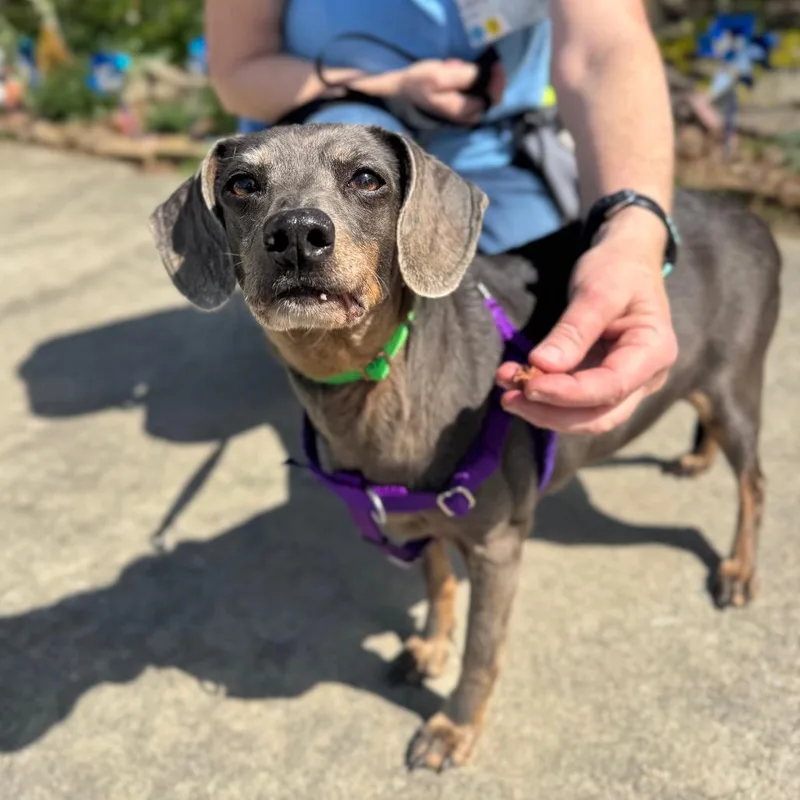 A senior small-sized female Gray / Blue / Silver Mixed Breed dog named Luna for adoption in Hendersonville, NC
