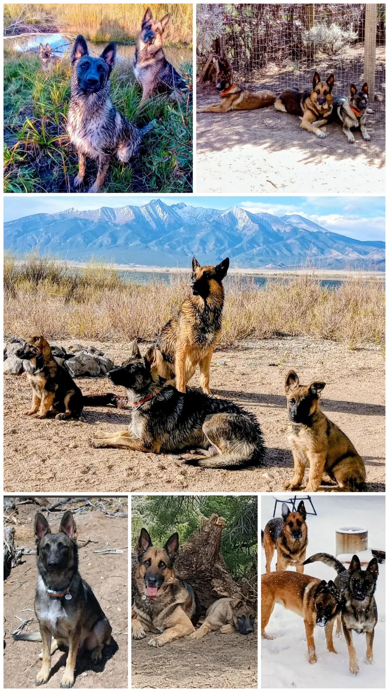 Maximus