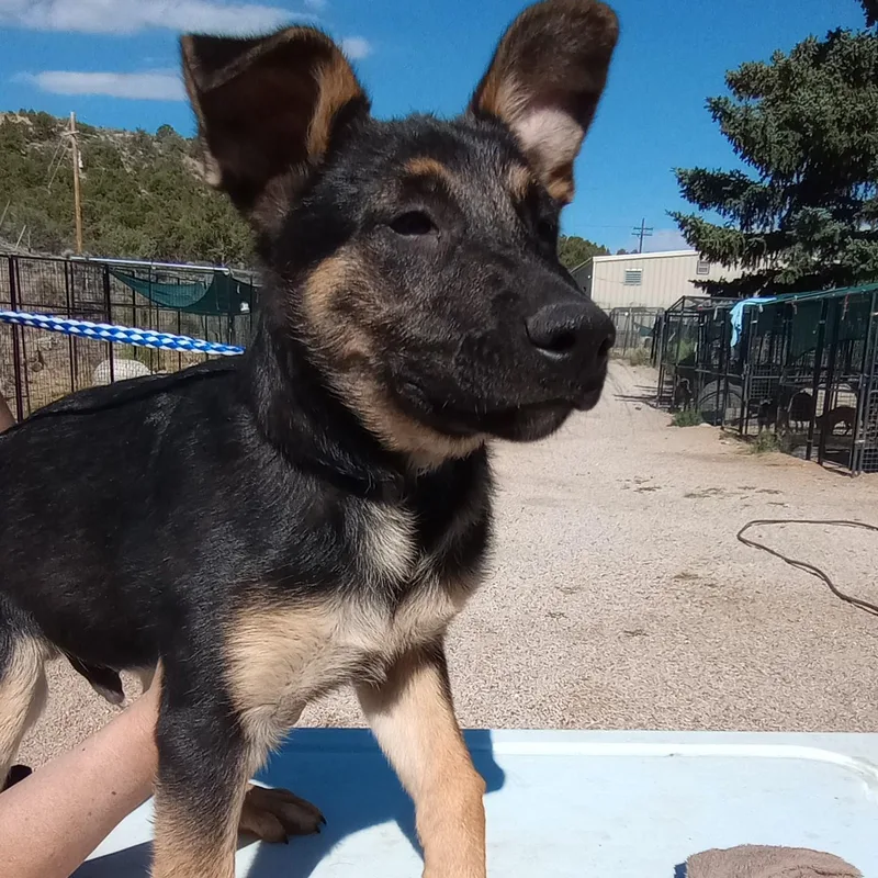 Maximus thumbnail 2