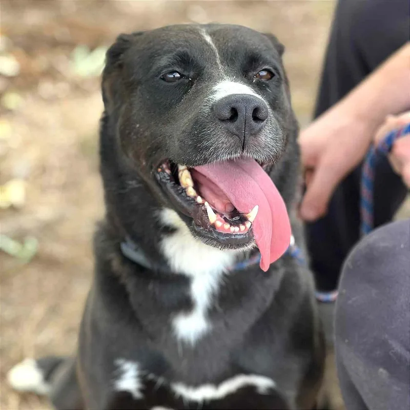 An adult medium-sized female Black Mixed Breed dog named Oakley Stray Hold for adoption in Huntington, WV