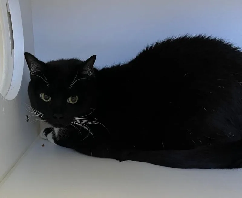 An adult large-sized male Domestic Short Hair cat named White Socks for adoption in Greenfield, IN