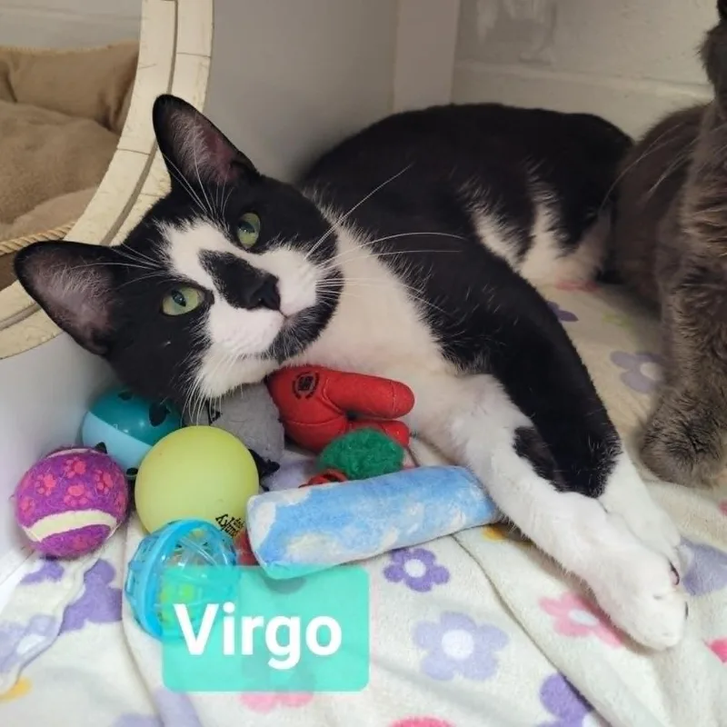 Virgo